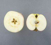 Grossherzog Friedrich von Baden apple